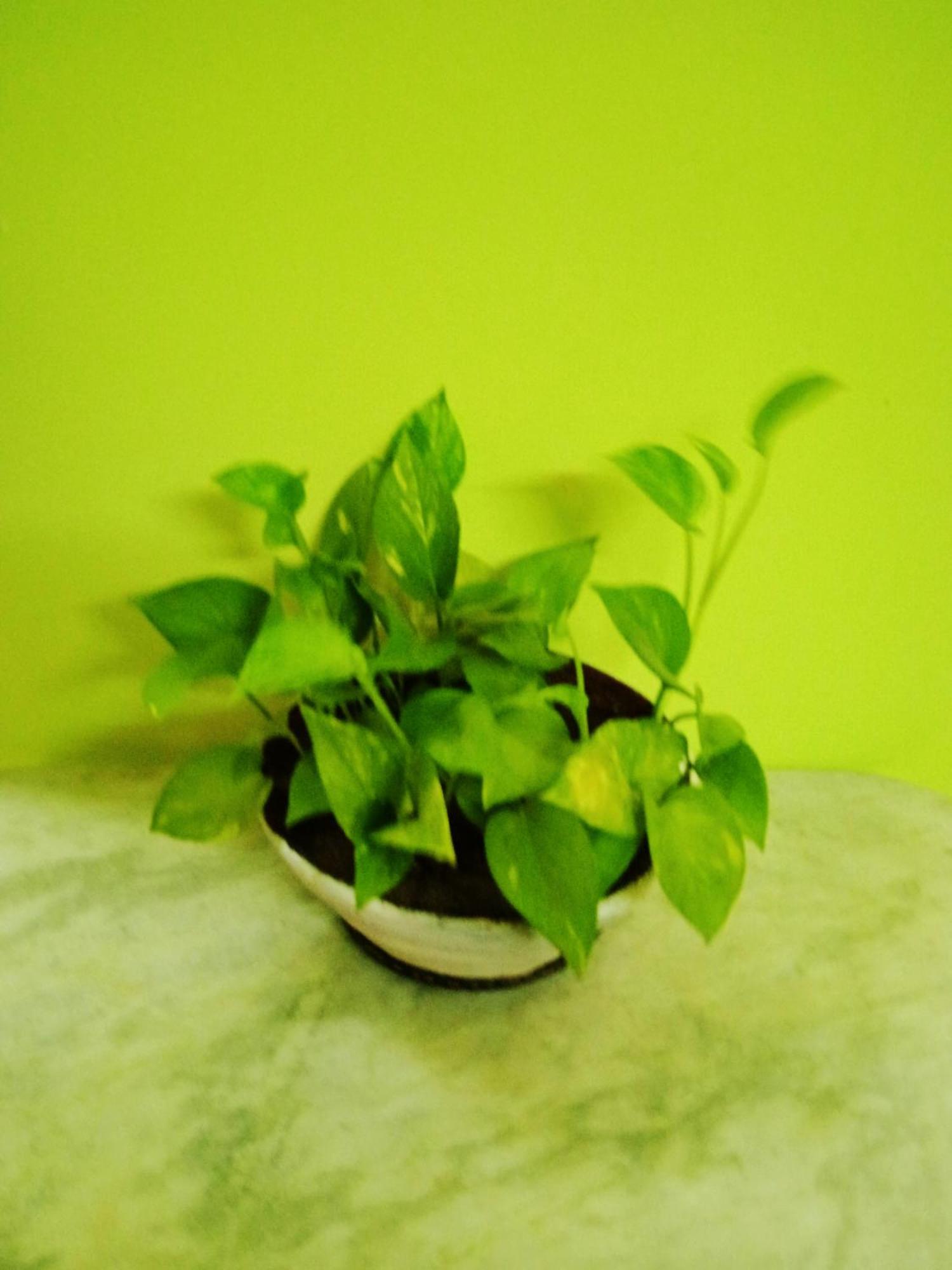 Bhoboghure Homestay Santiniketan ボルプル エクステリア 写真